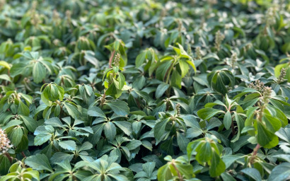 pachysandra terminalis